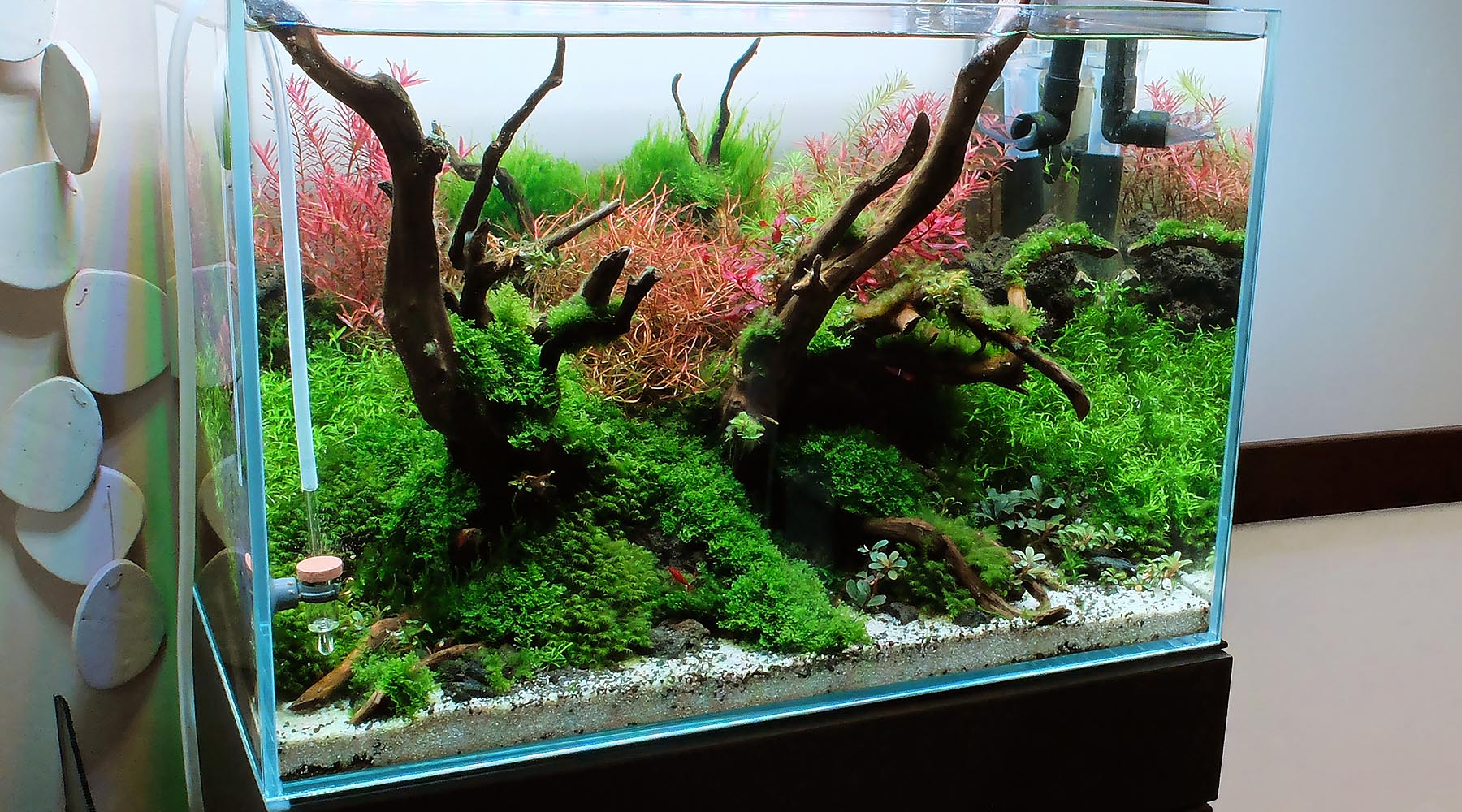 Analysis of the ADA nutrient dosing approach