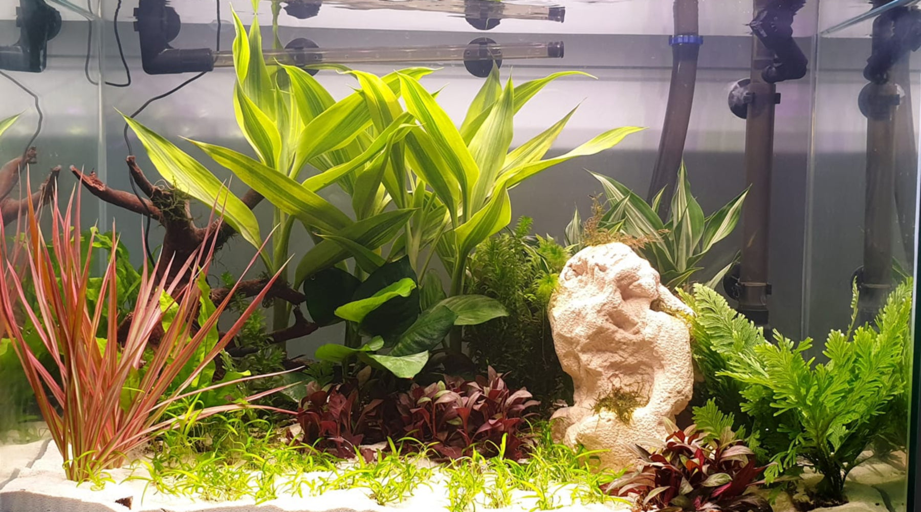 Non-Aquatic Aquarium Plants: A Beginner's Buying Guide to Avoid Them