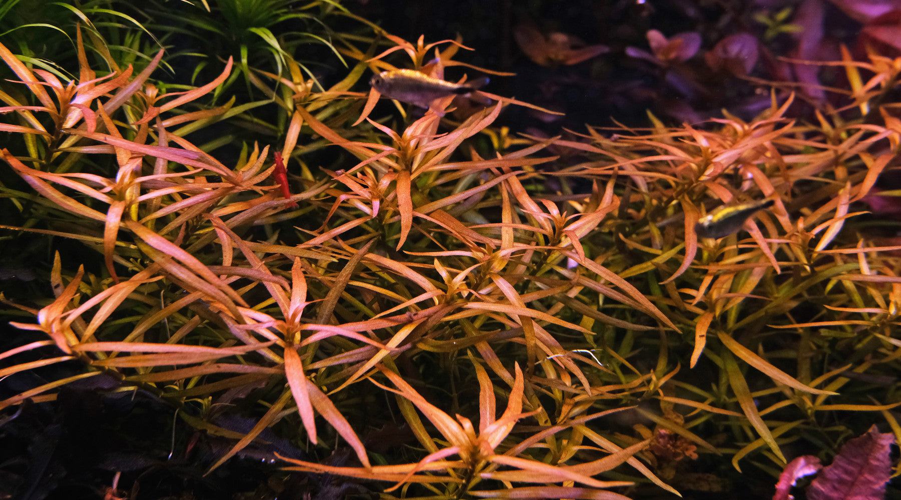 How to grow Ludwigia brevipes