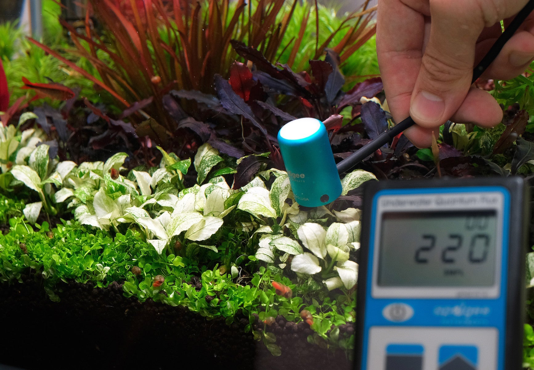 Photo showing PAR meter readings in a planted aquarium