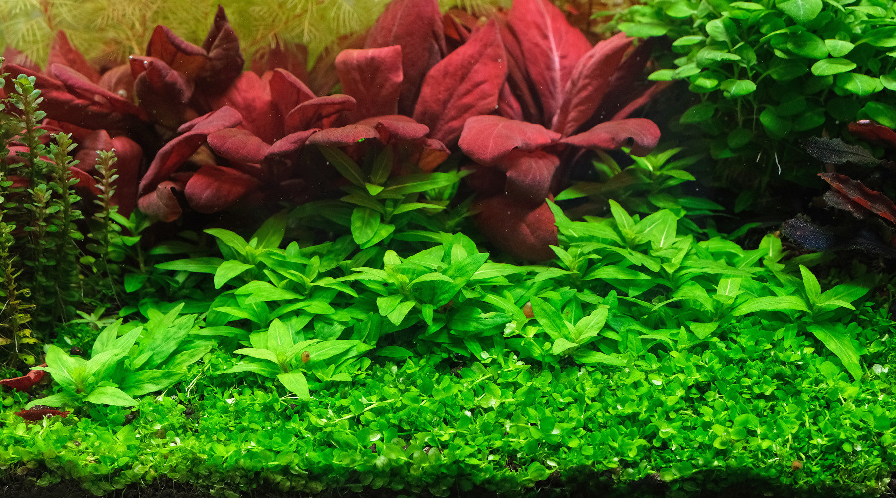 How to grow micranthemum tweediei "Monte carlo"