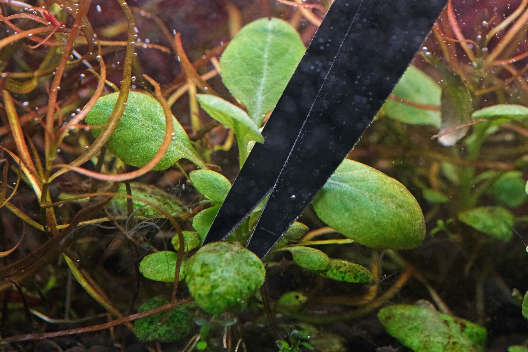 Close up photo of algae on older aquatic plant leaves