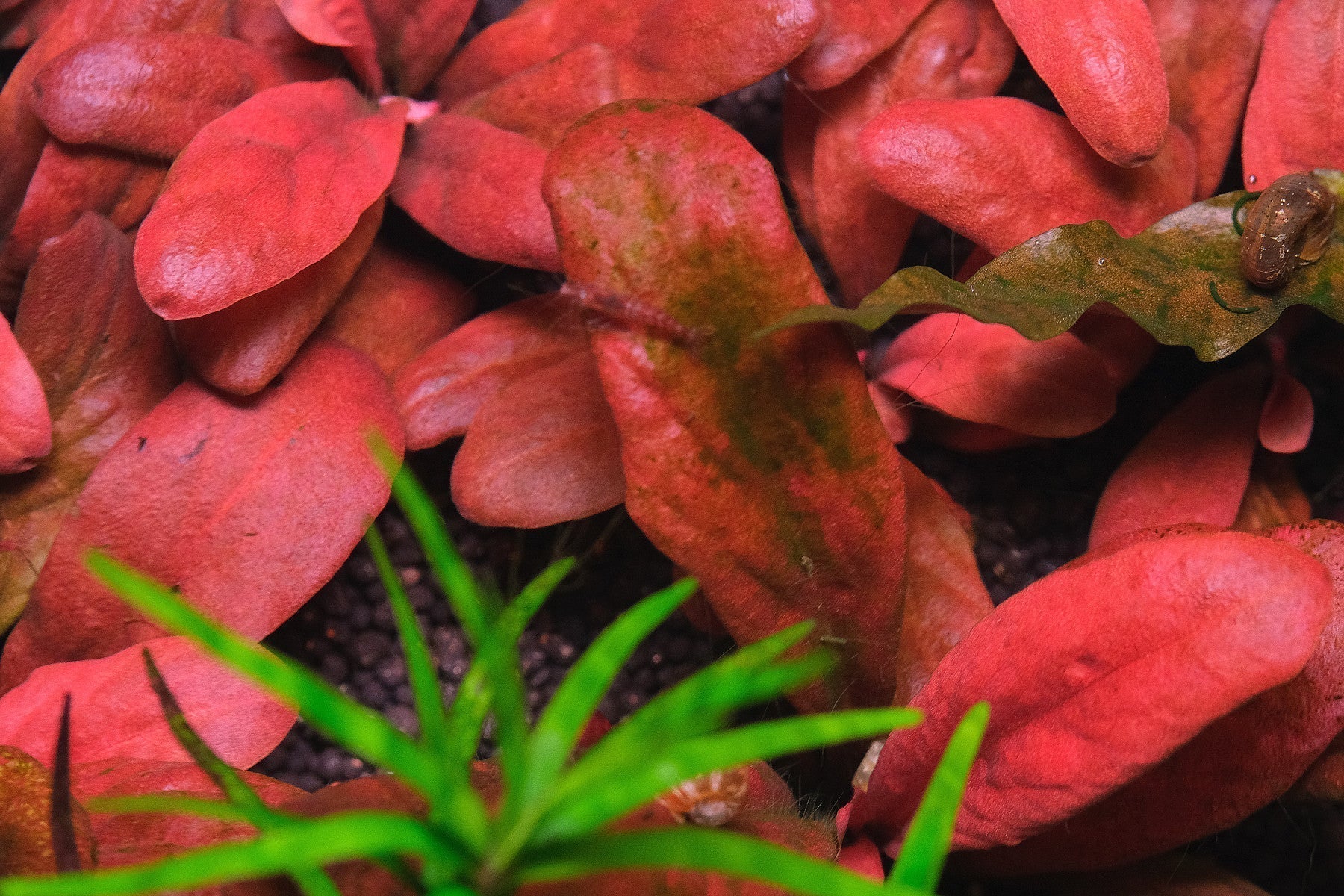 Lysimachia parvifolia showing algae on leaves