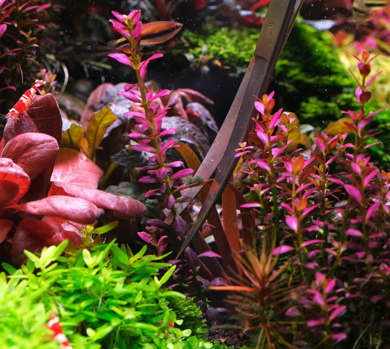 Solving localized algae problems
