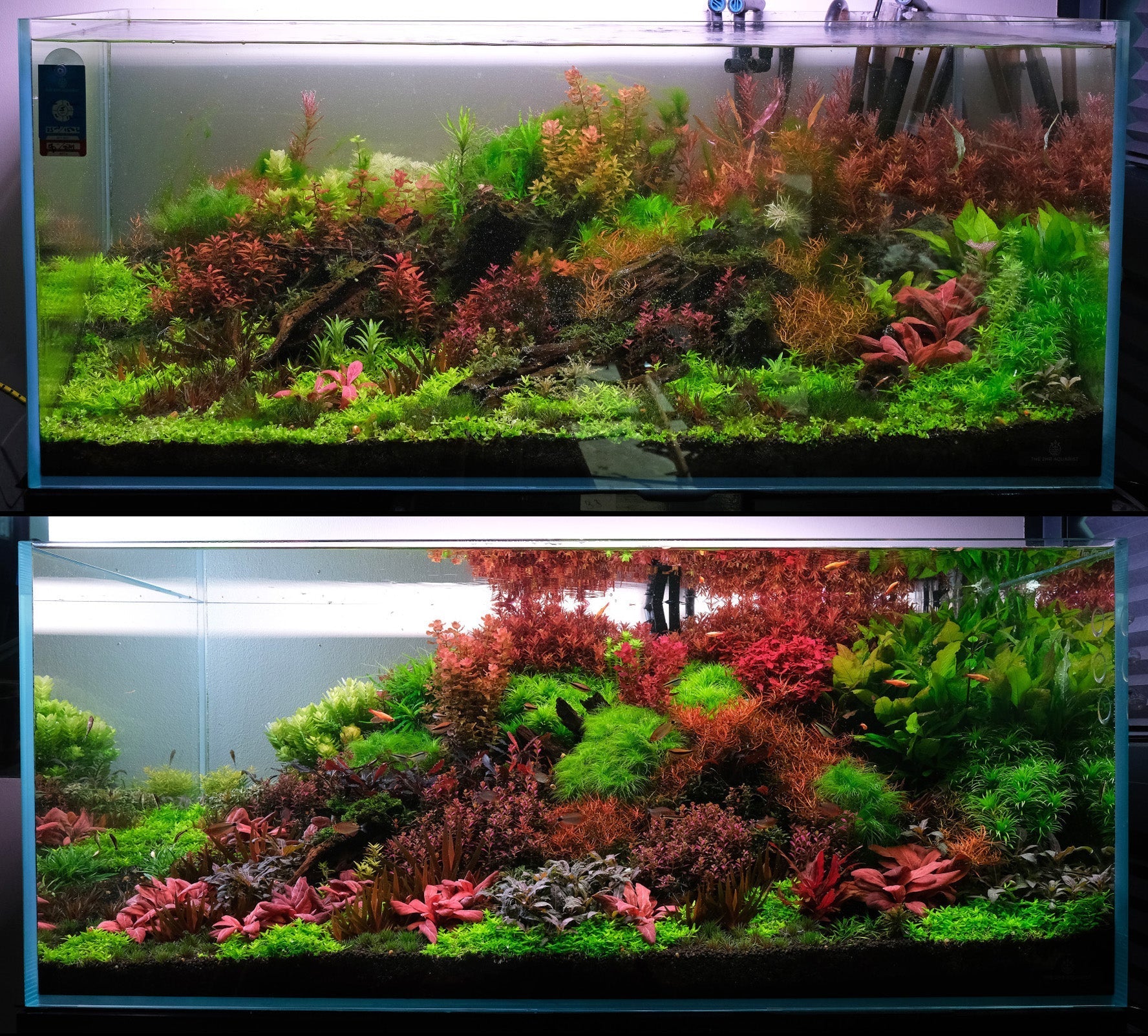 How to Prevent Algae in a Planted Tank