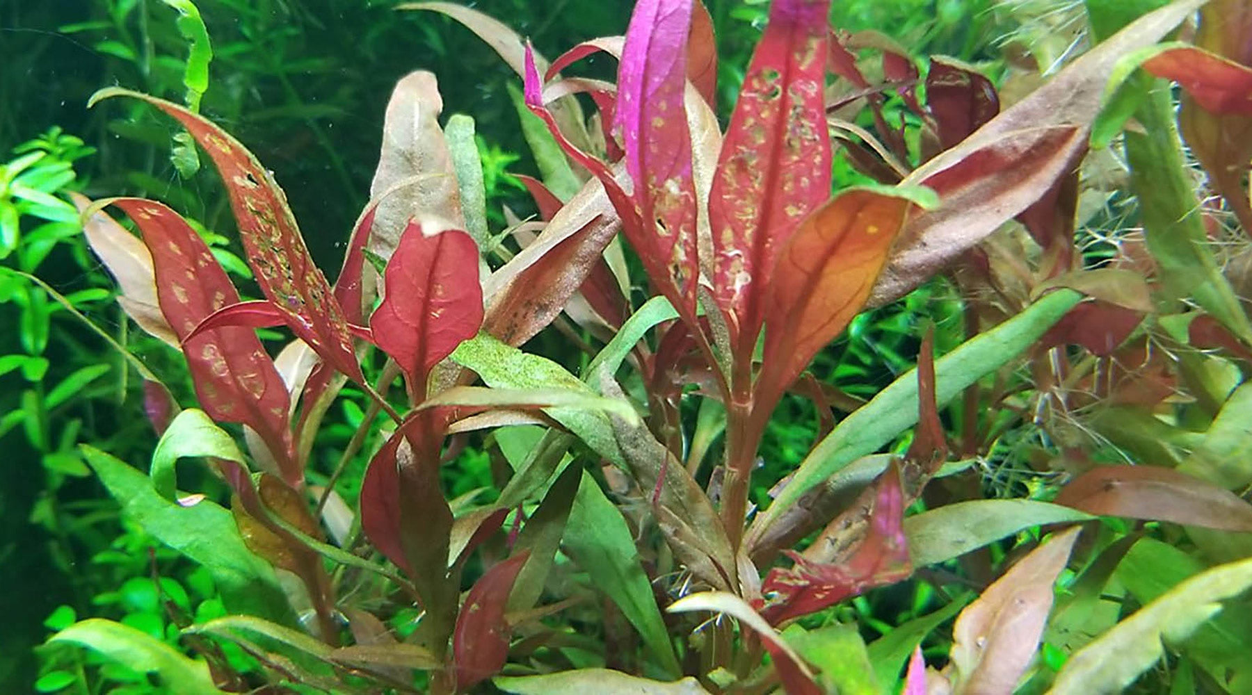 Holes in leaves?