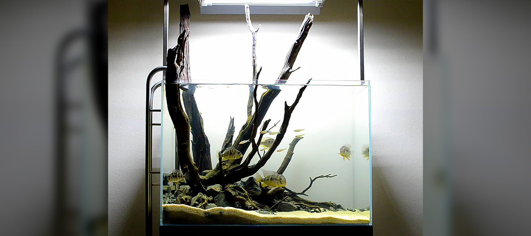 Hiep Hong | Hardscape Focused