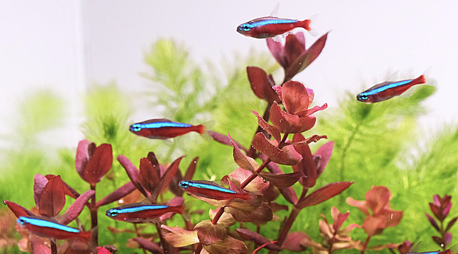The 10 Best Fish for a Community Planted Aquarium