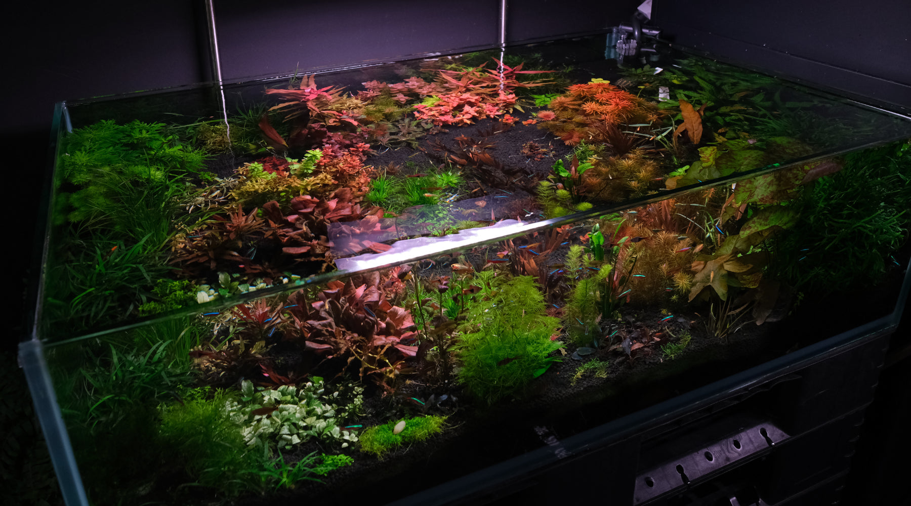 How to Start a New Aquarium with APT Feast Aquasoil: Two Paths to a Stable Tank