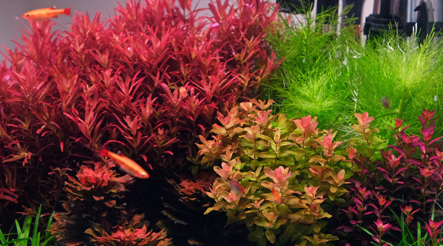 Vibrant Rotala Blood Red SG and Rotala Macrandra green