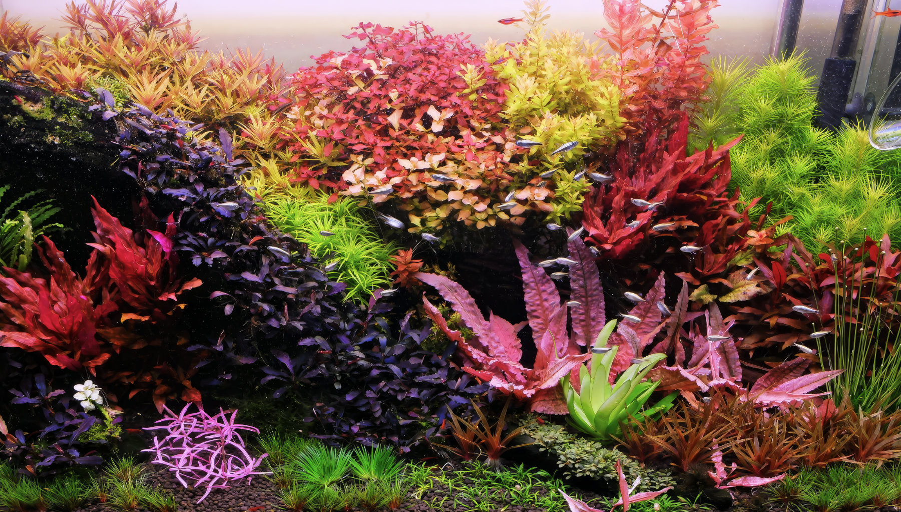 Photo of colorful live aquarium plants