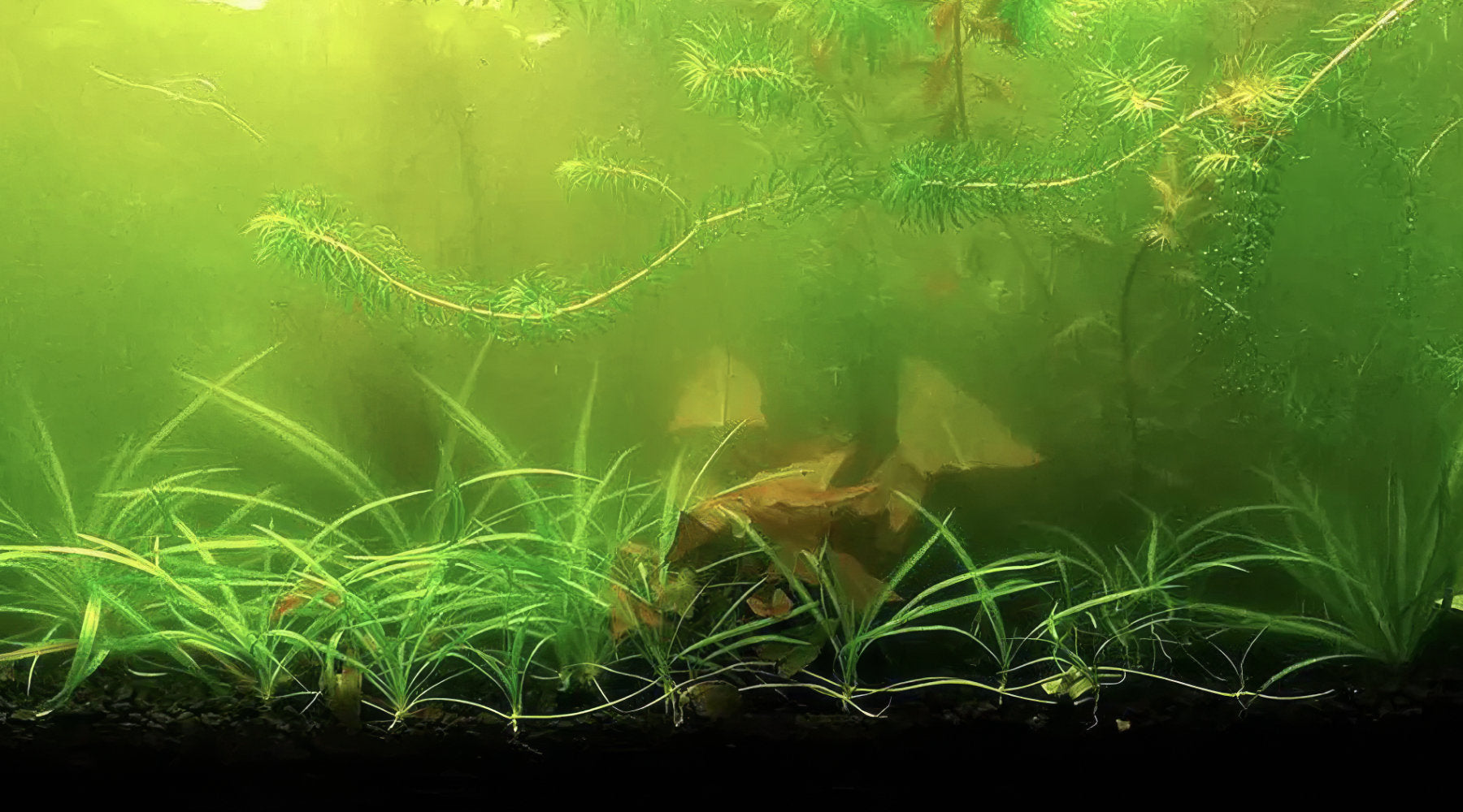 Green Water Algae: Why Your Aquarium Looks Like Pea Soup (And How to Clear It)