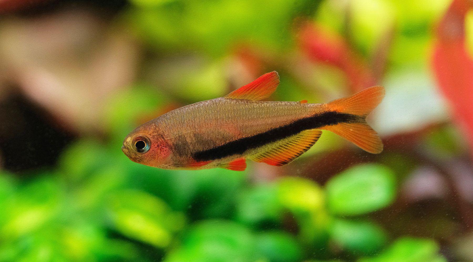 KH in Planted Aquariums: What Level Is Right for Your Tank?
