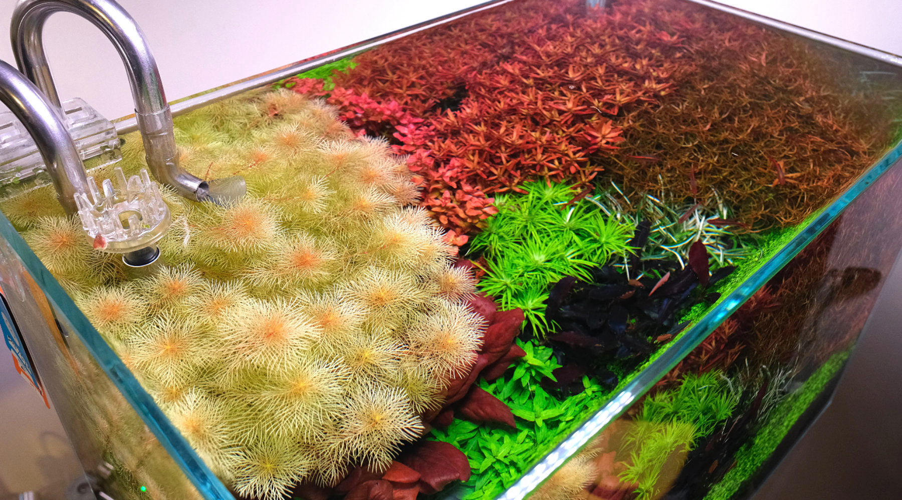 What Light Spectrum Do Aquatic Plants Use for Photosynthesis?