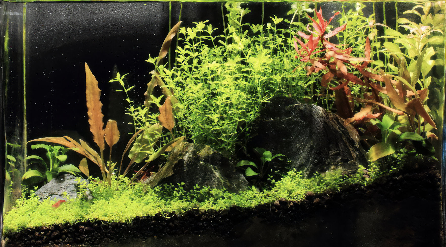 What makes a low tech planted tank setup actually work?
