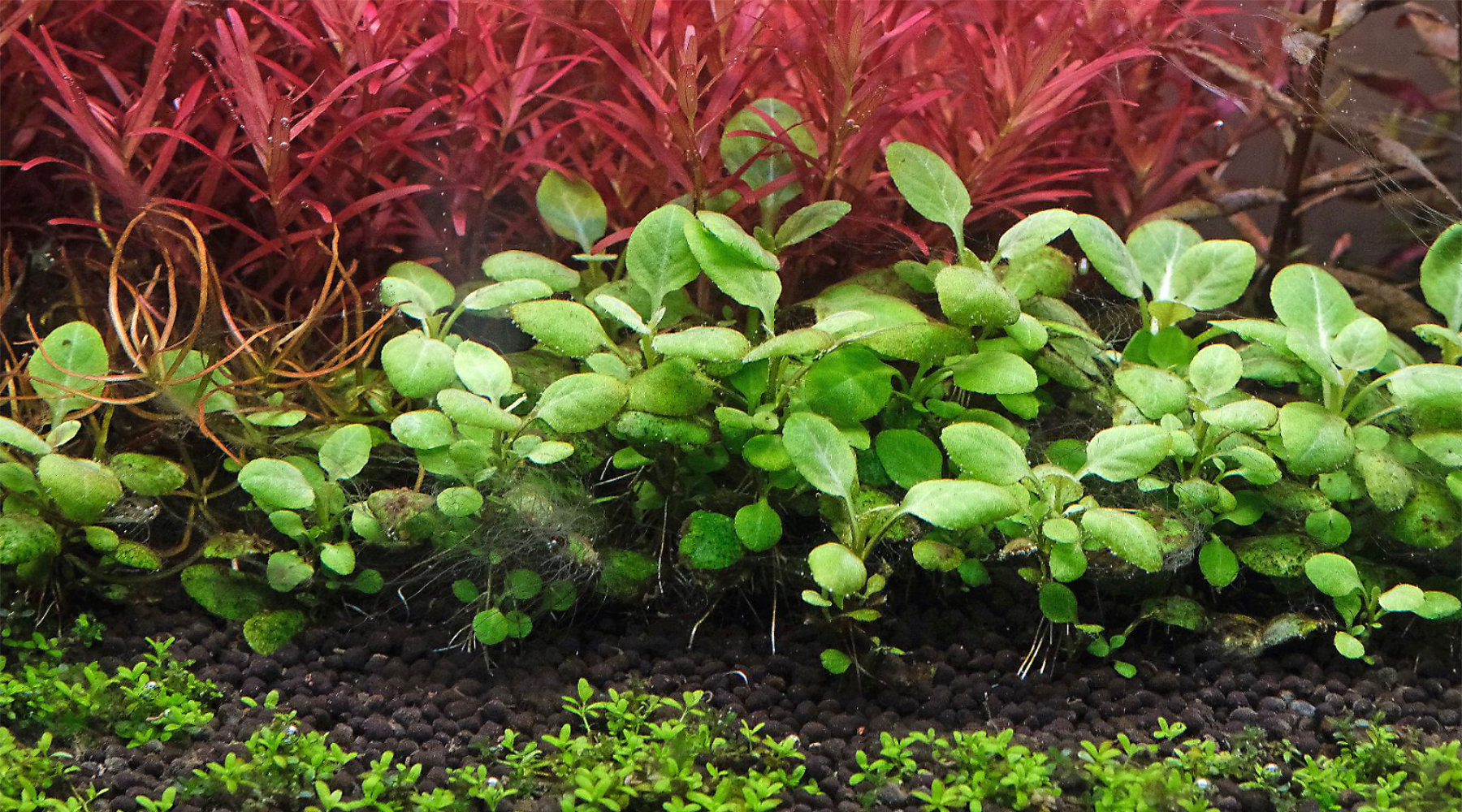 New Aquarium Algae: Why It Happens and How to Clear It