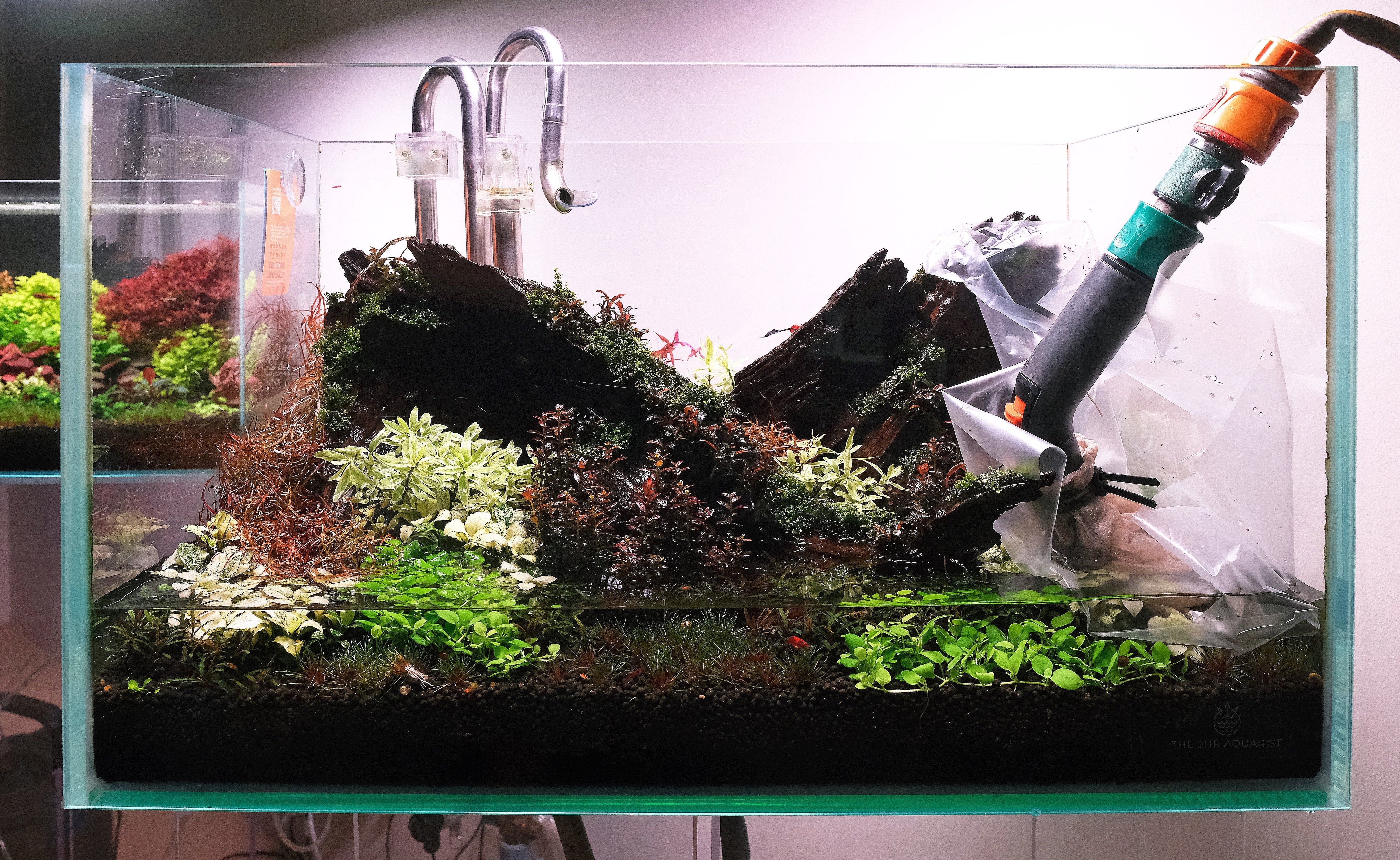 Photograph showing a water change being done on a planted aquarium