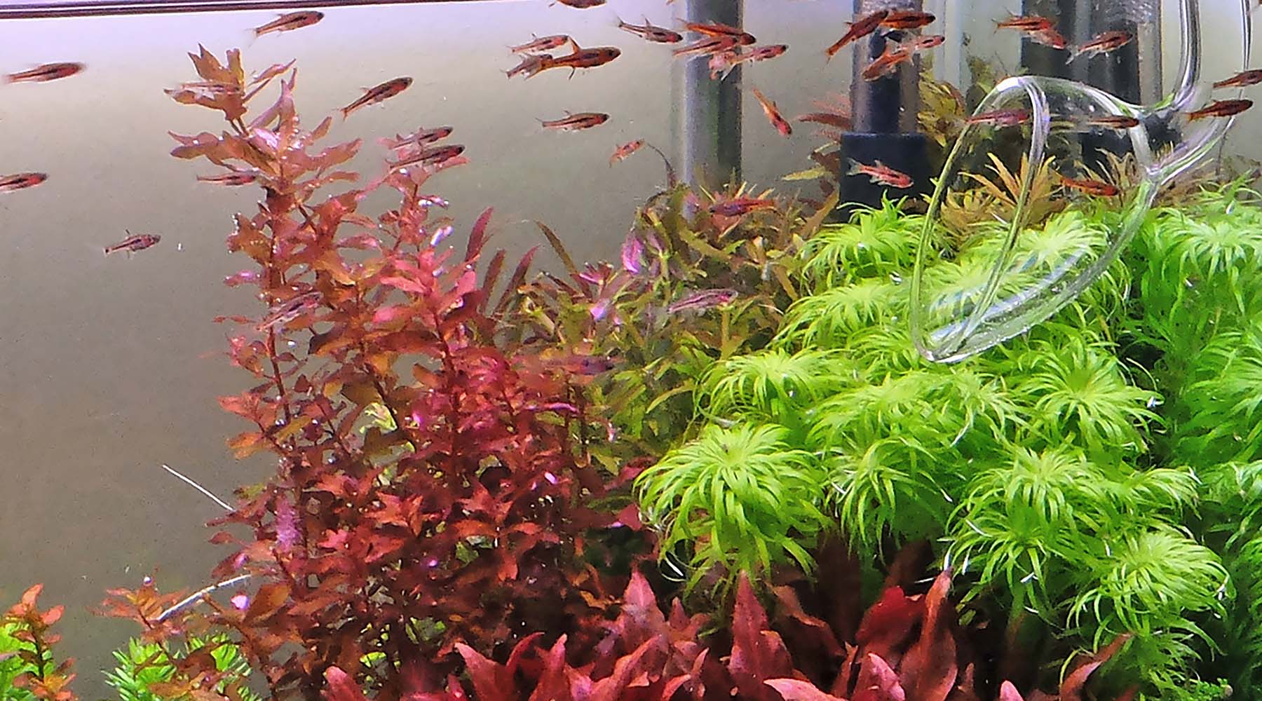 Best schooling fishes for planted tanks