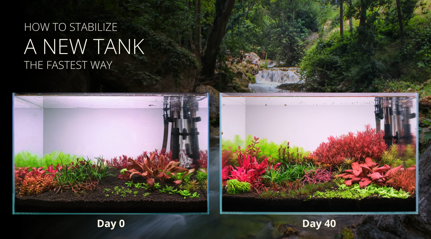 How to stabilize a new planted tank