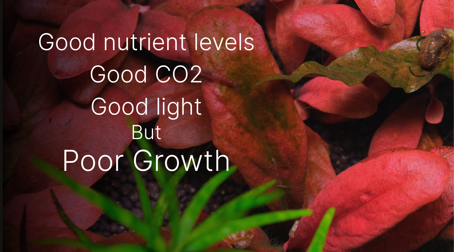 Good parameters, Good CO2, Good light, Poor plant growth?
