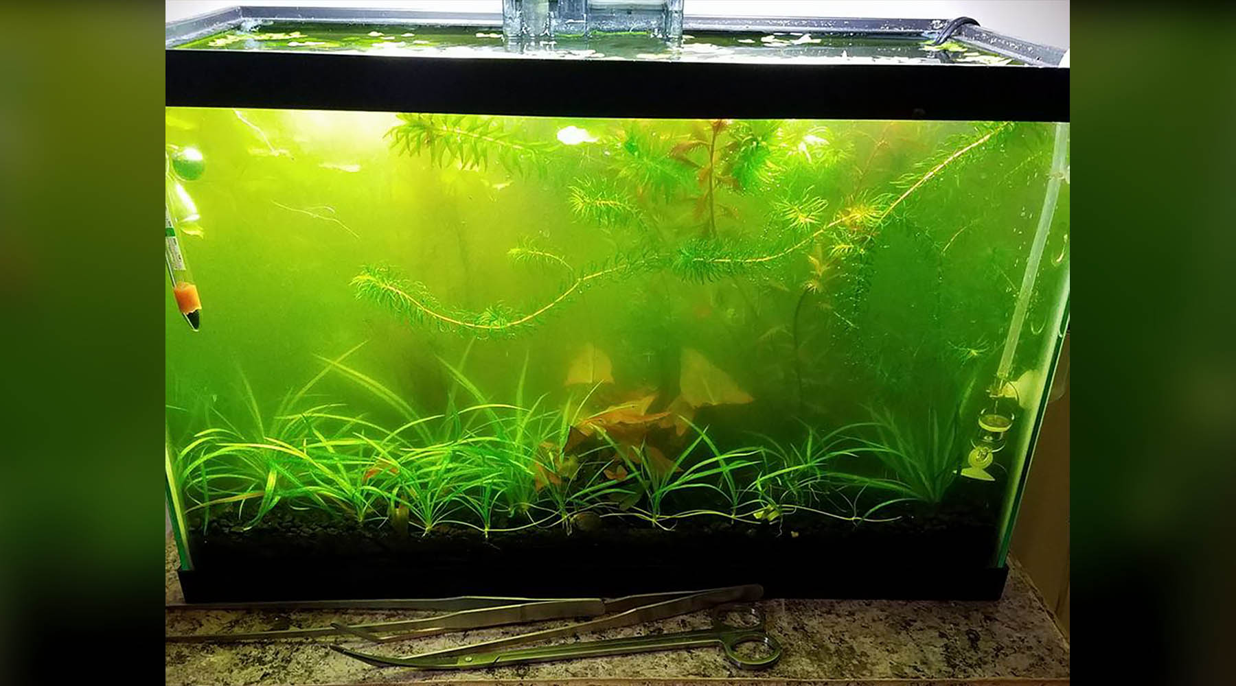 How to control Green water algae in a planted tank