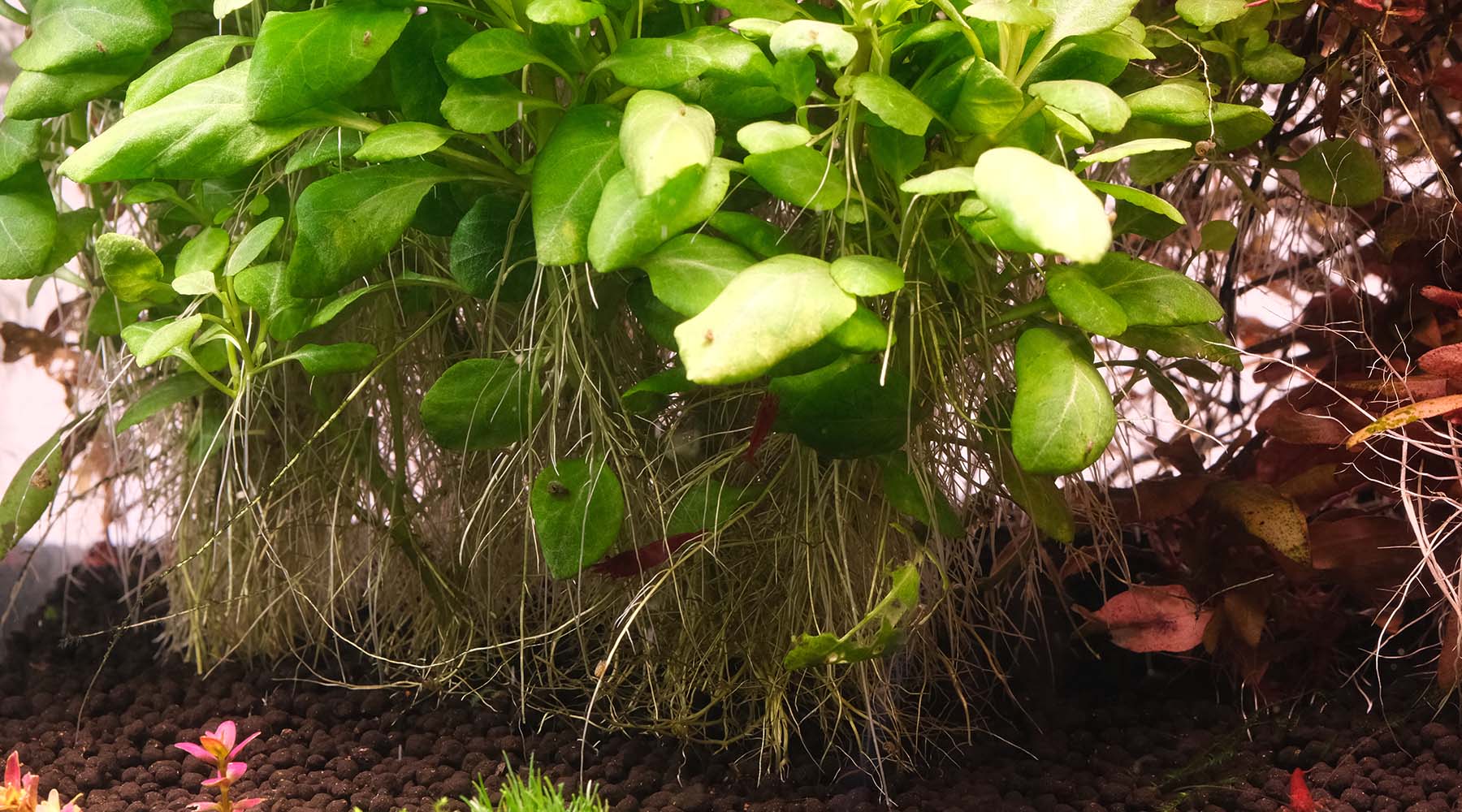 My stem plant is losing lower leaves, what is wrong?