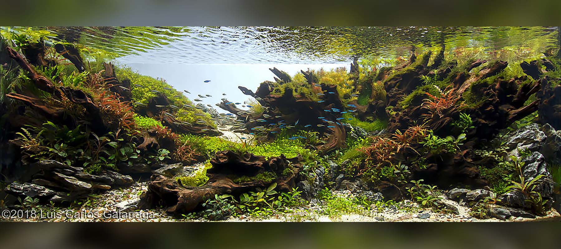 Luca galarraga | Diorama