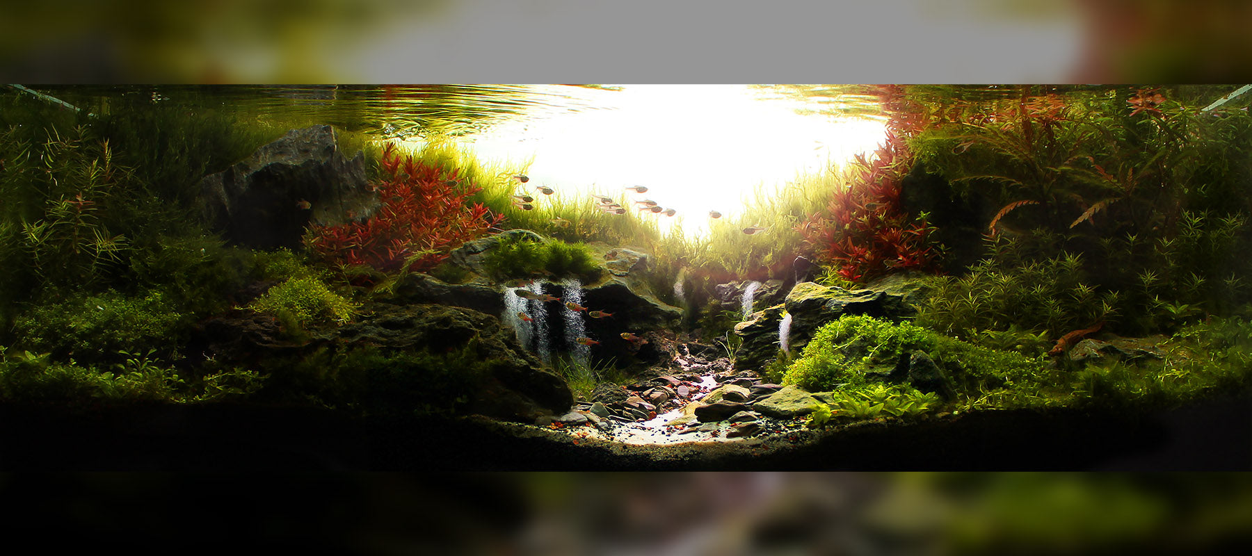 Marcelo Tonon Chiovatto | Diorama