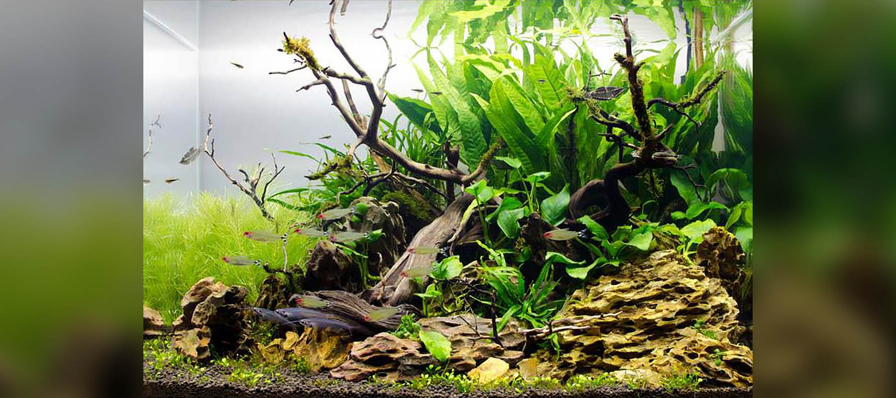 Hiep Hong | Nature Style