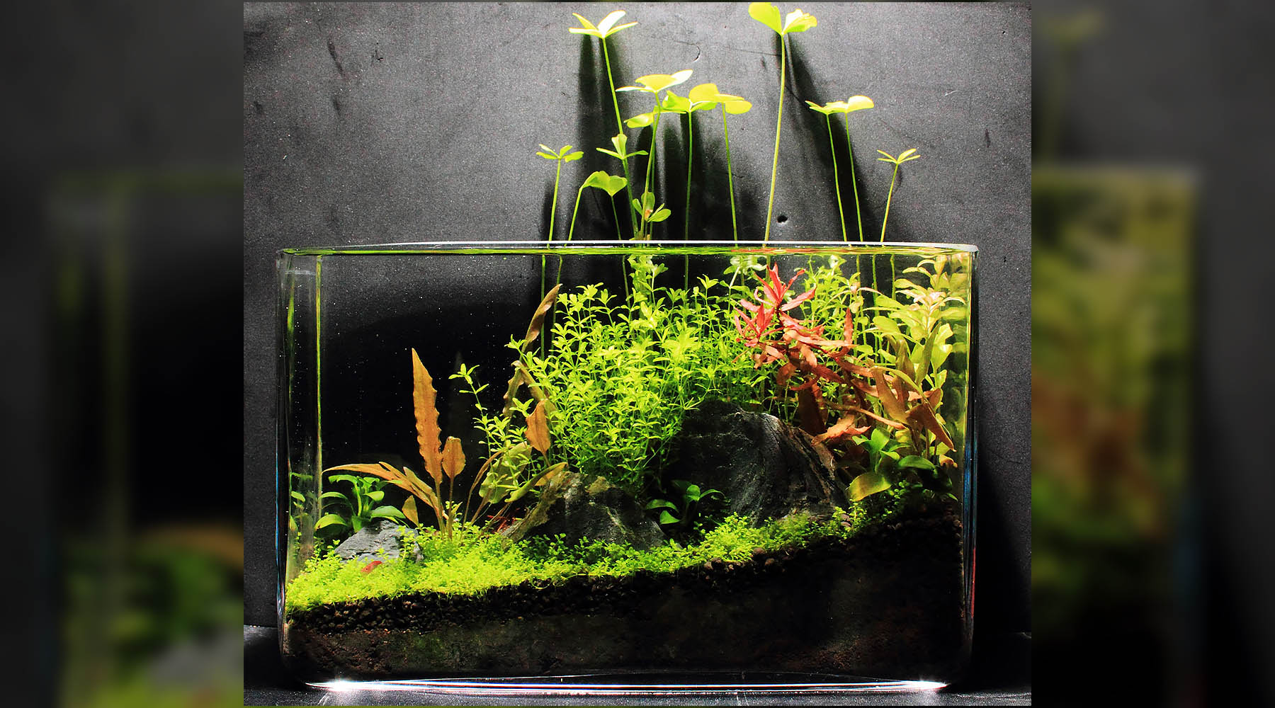 Planted tank with no filter ?