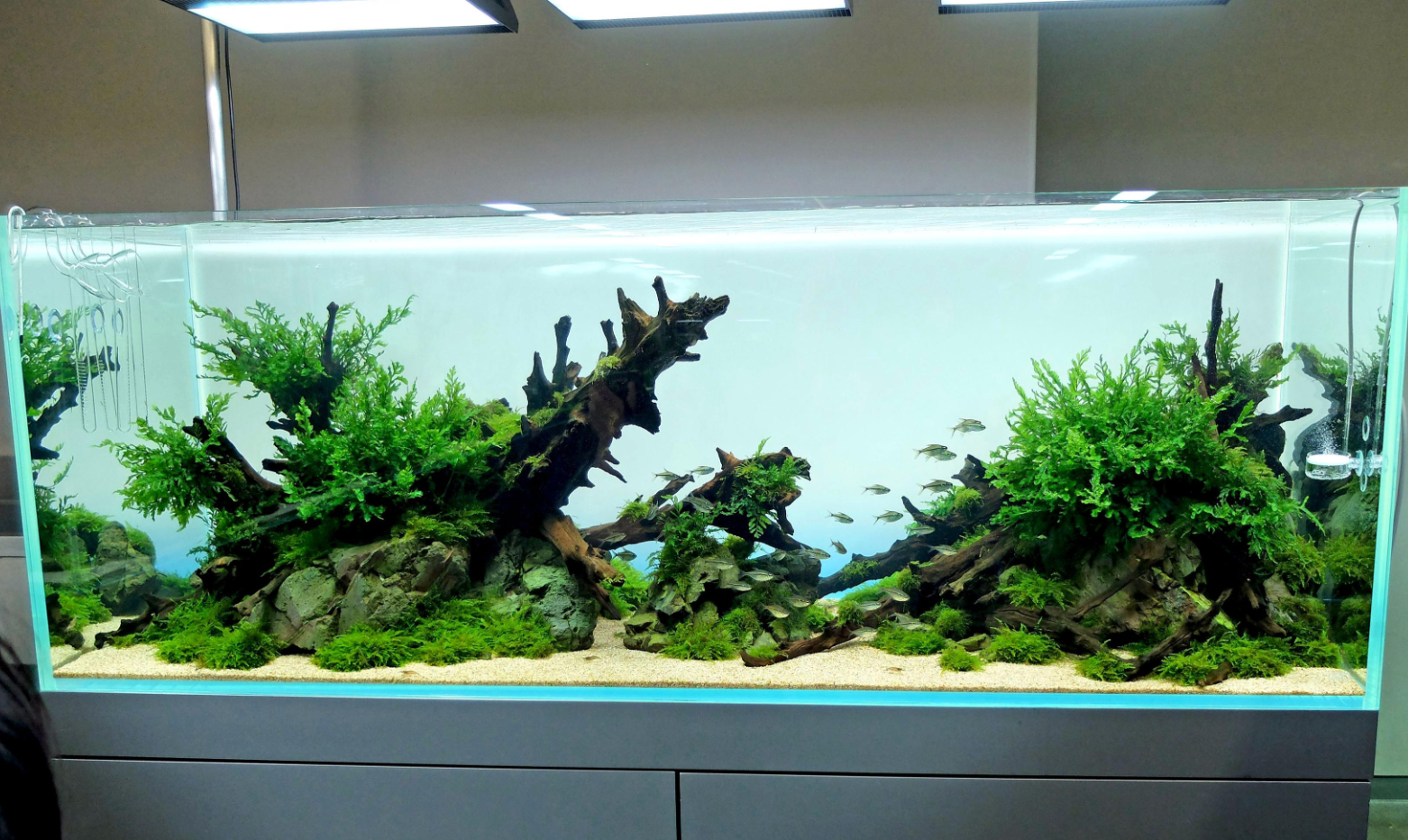 Nature Style Aquascape: A Complete Setup Guide (The 2Hr Way)