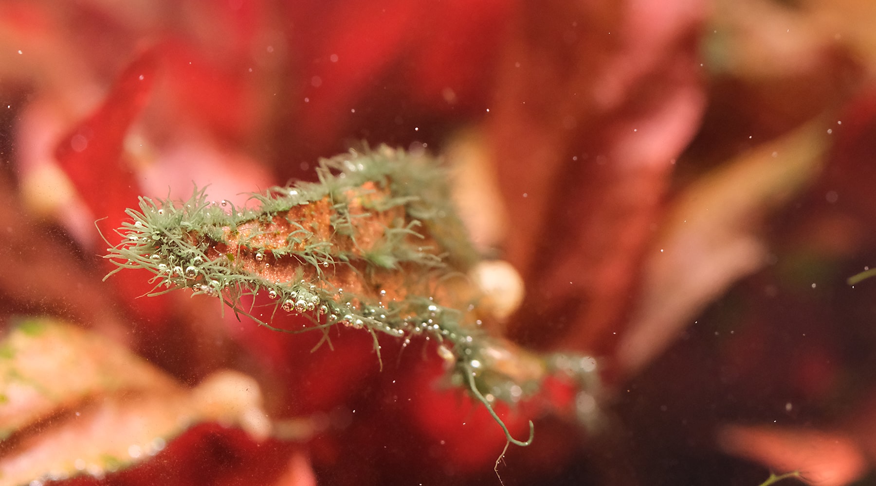 How to get rid of staghorn algae