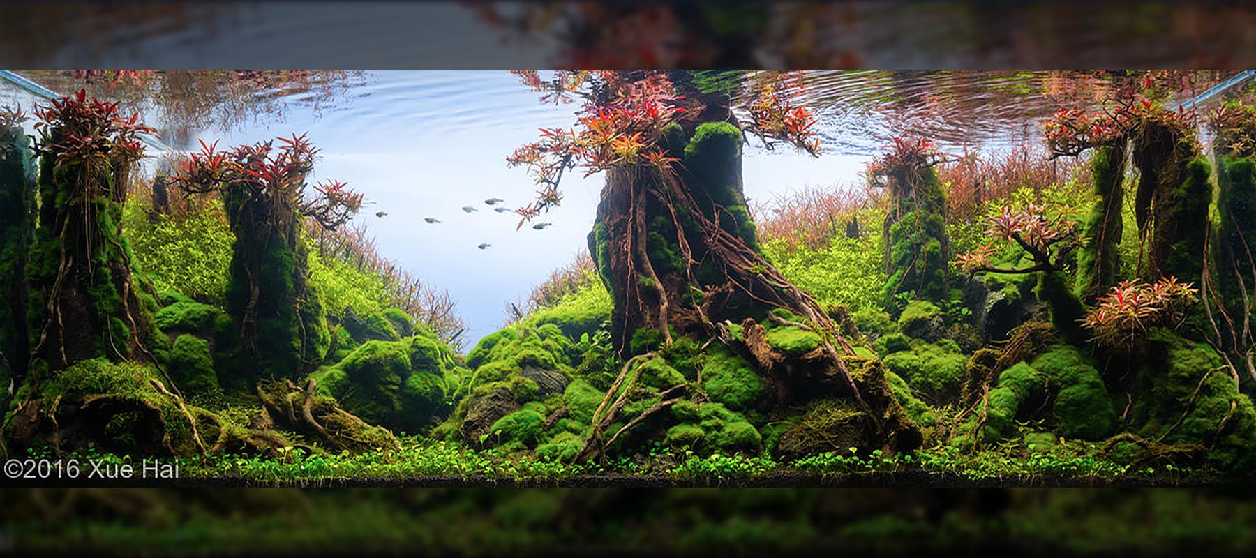 Xue Hai 1 | Diorama