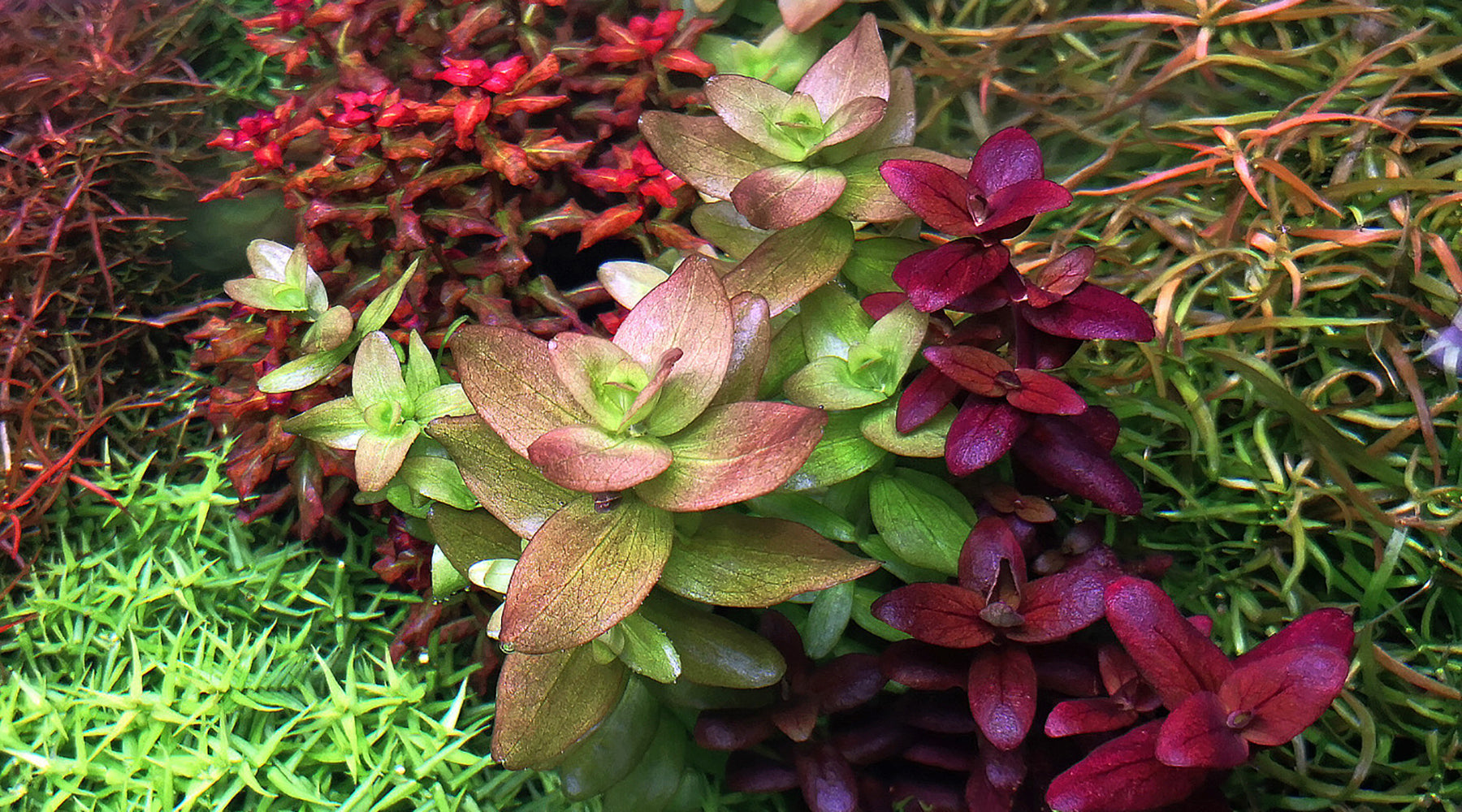 Bacopa caroliniana and Bacopa salzmannii 'Purple': different varietals, Care and Propagation
