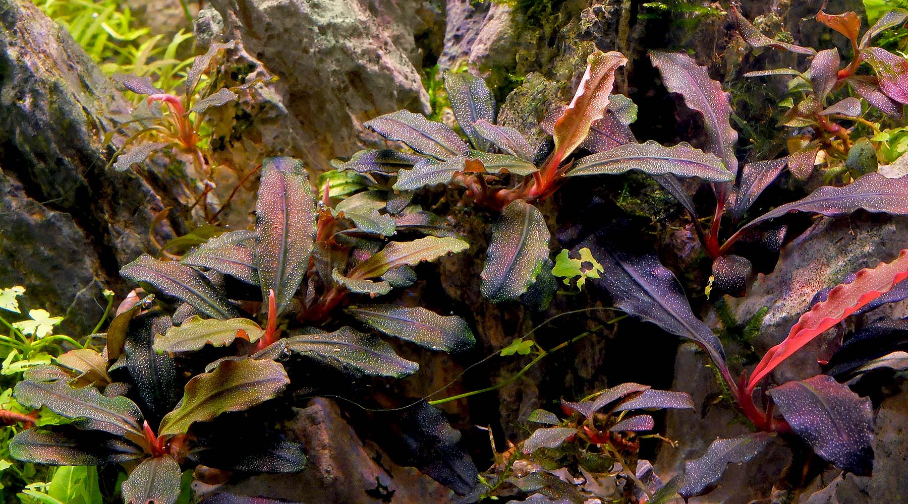 How to grow Bucephalandra – The 2Hr Aquarist
