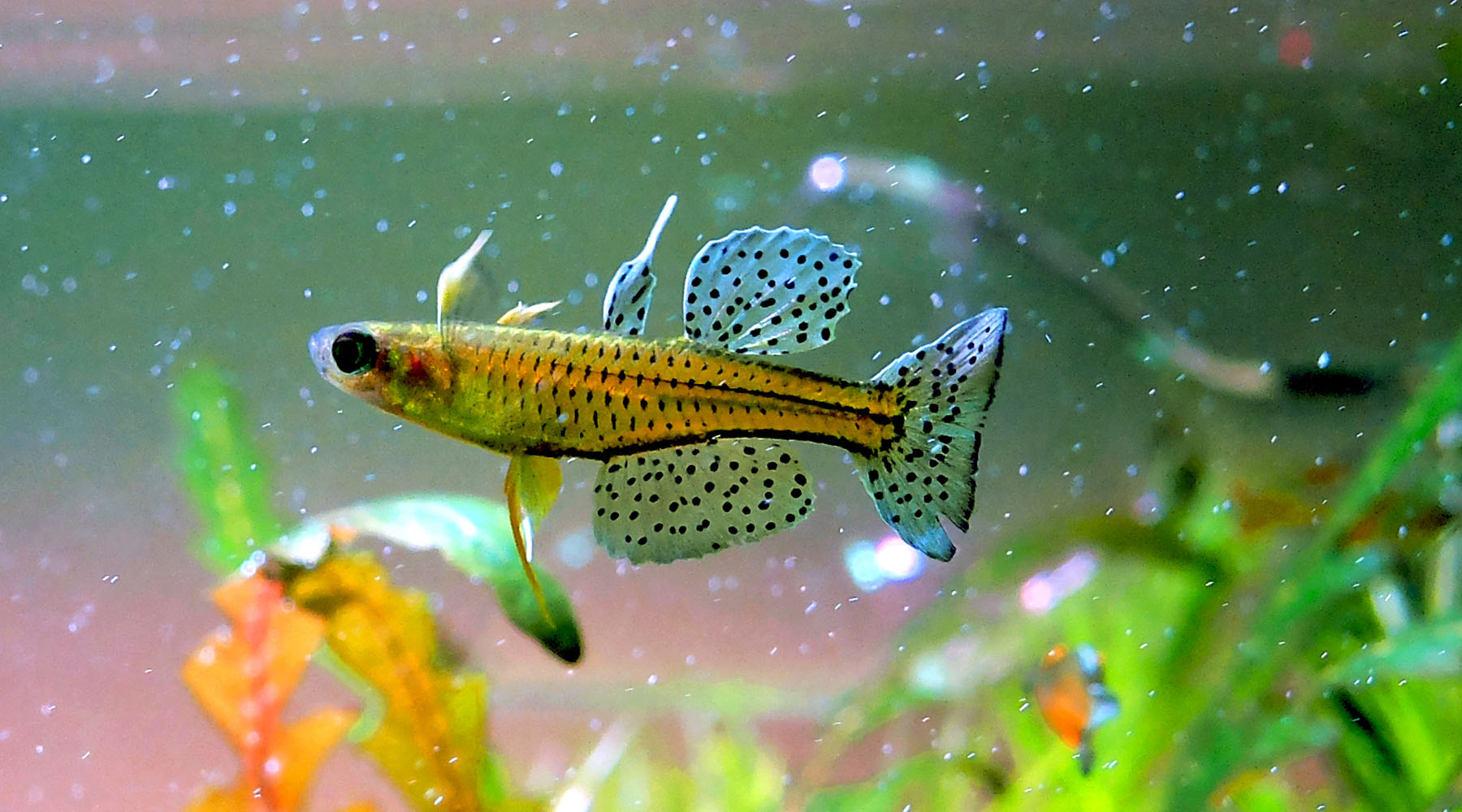 Gasping fish does not automatically mean that your plants are receiving good CO2 levels