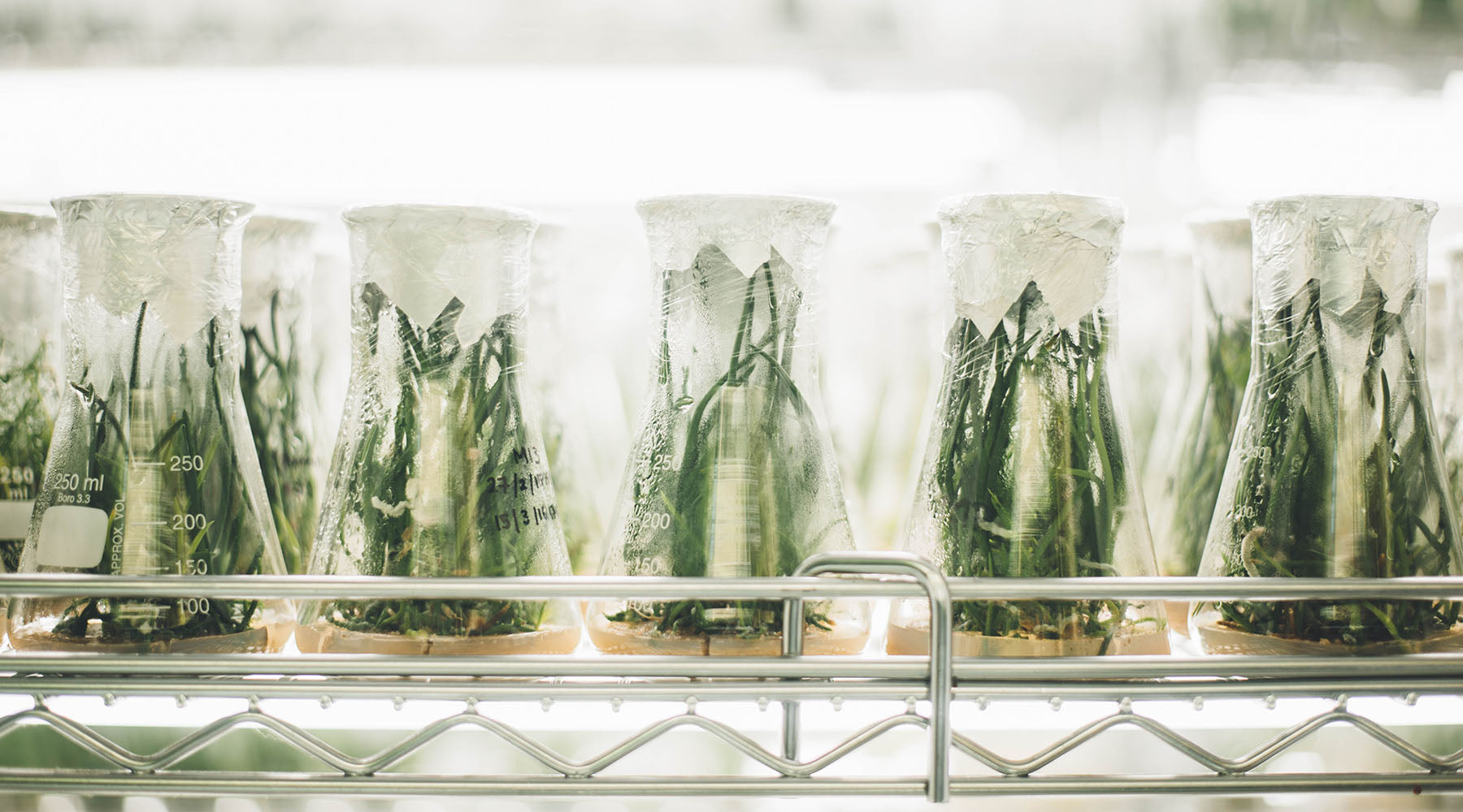 How to quarantine new plants