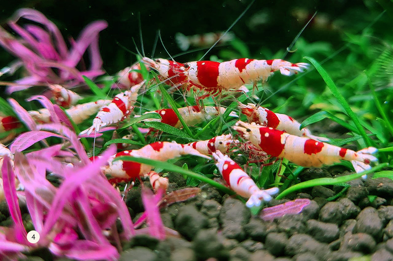 APT SKY CRS Shrimp 2hr aquarist APT