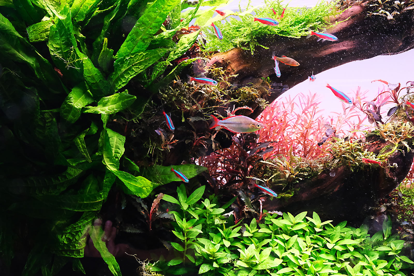 The 2Hr Aquarist APT PURE Water Conditioner The 2Hr Aquarist APT PURE Water Conditioner