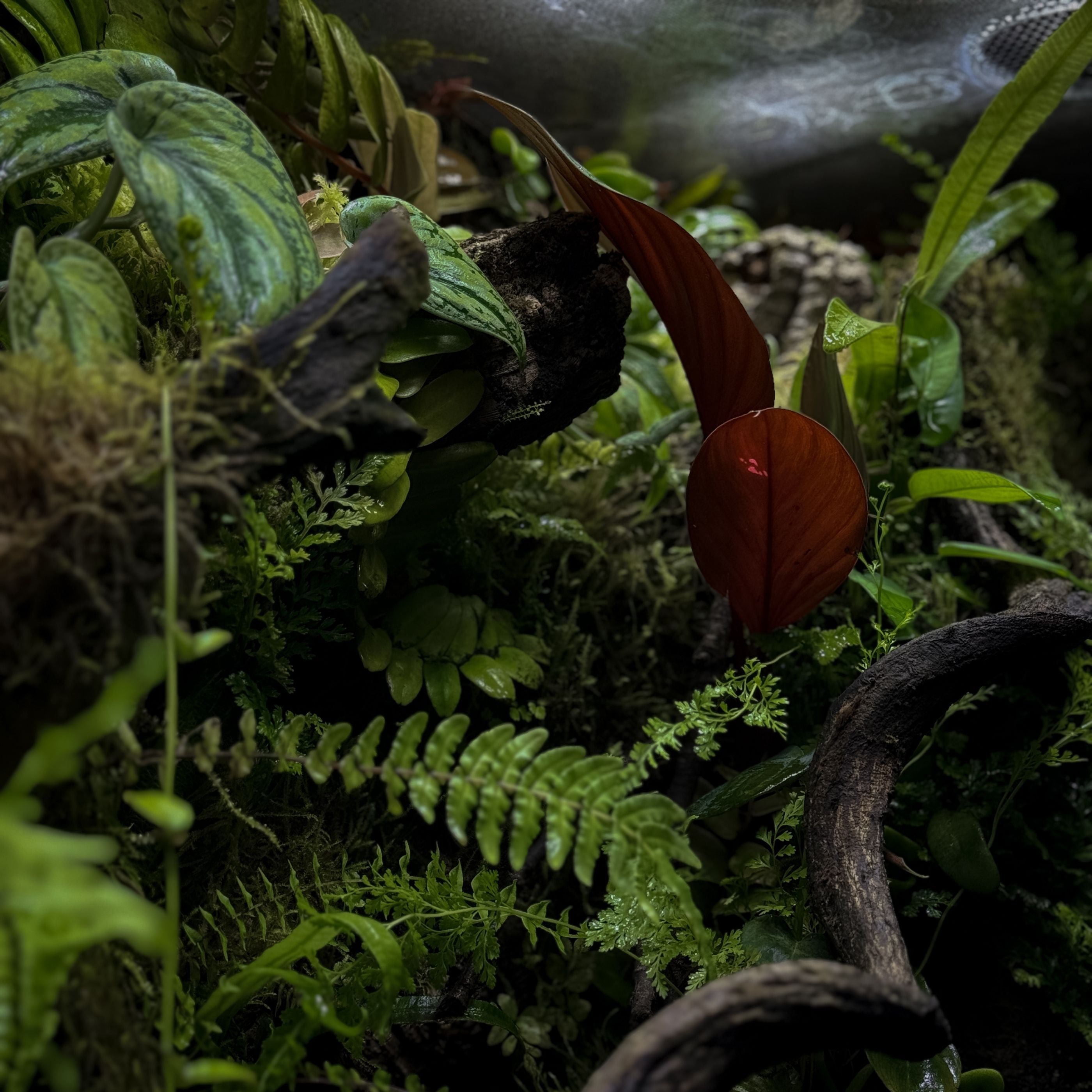 2Hr Aquarist APT Dew