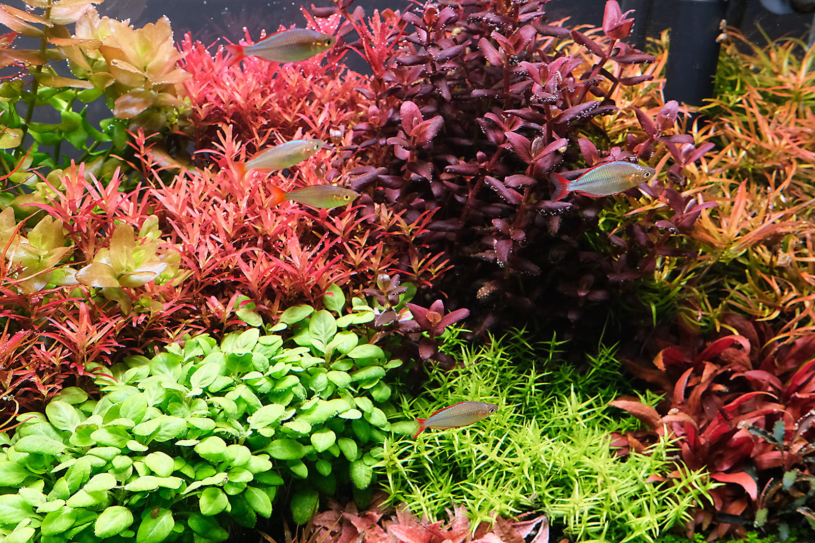 The 2Hr Aquarist APT PURE Water Conditioner The 2Hr Aquarist APT PURE Water Conditioner