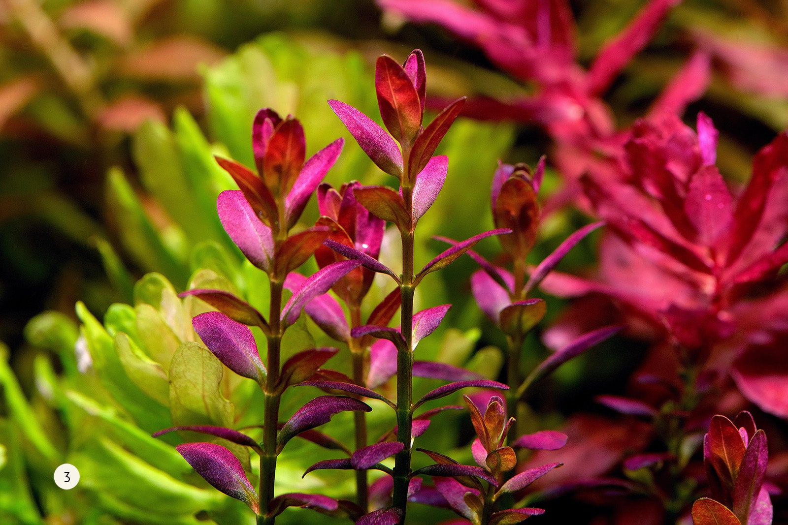 rotala florida 2hr aquarist apt