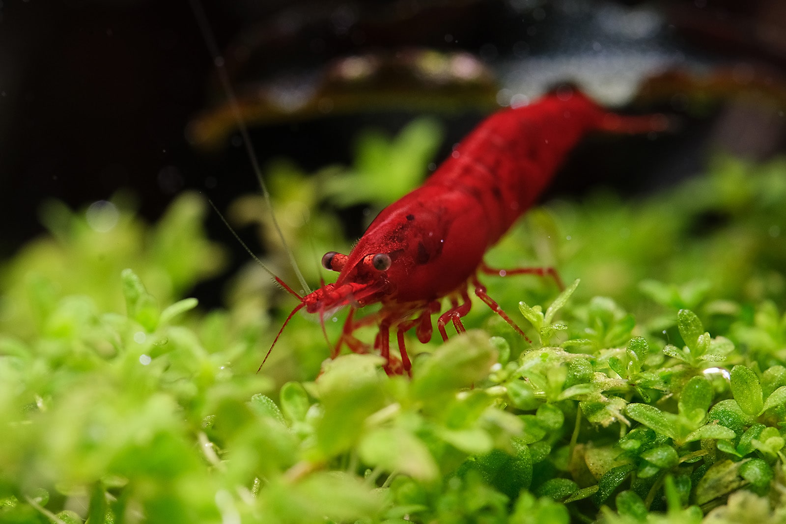 The 2Hr Aquarist APT PURE Water Conditioner The 2Hr Aquarist APT PURE Water Conditioner