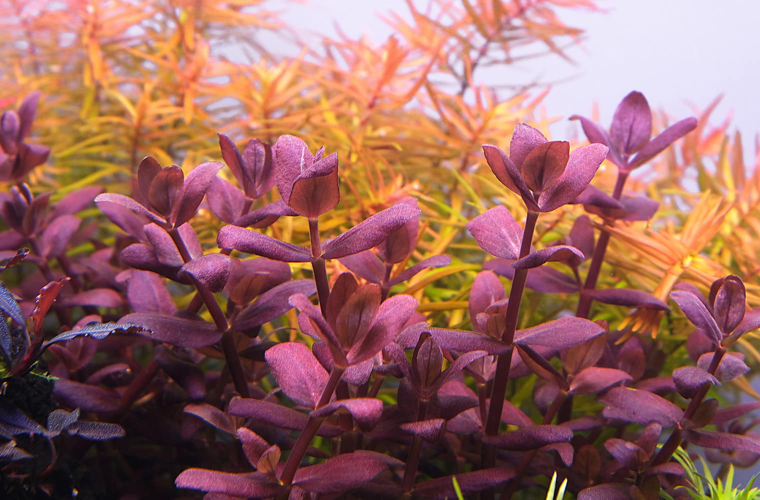 bacopa salzmannii