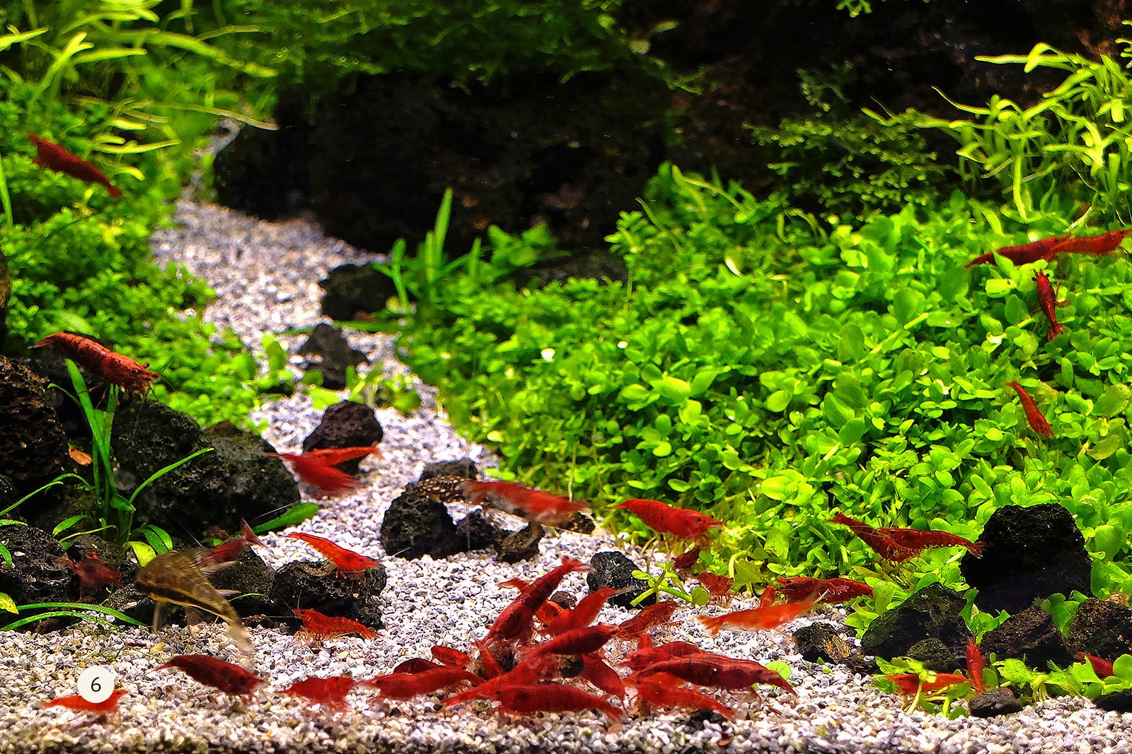 bloody mary shrimp APT SKY 2hr aquarist