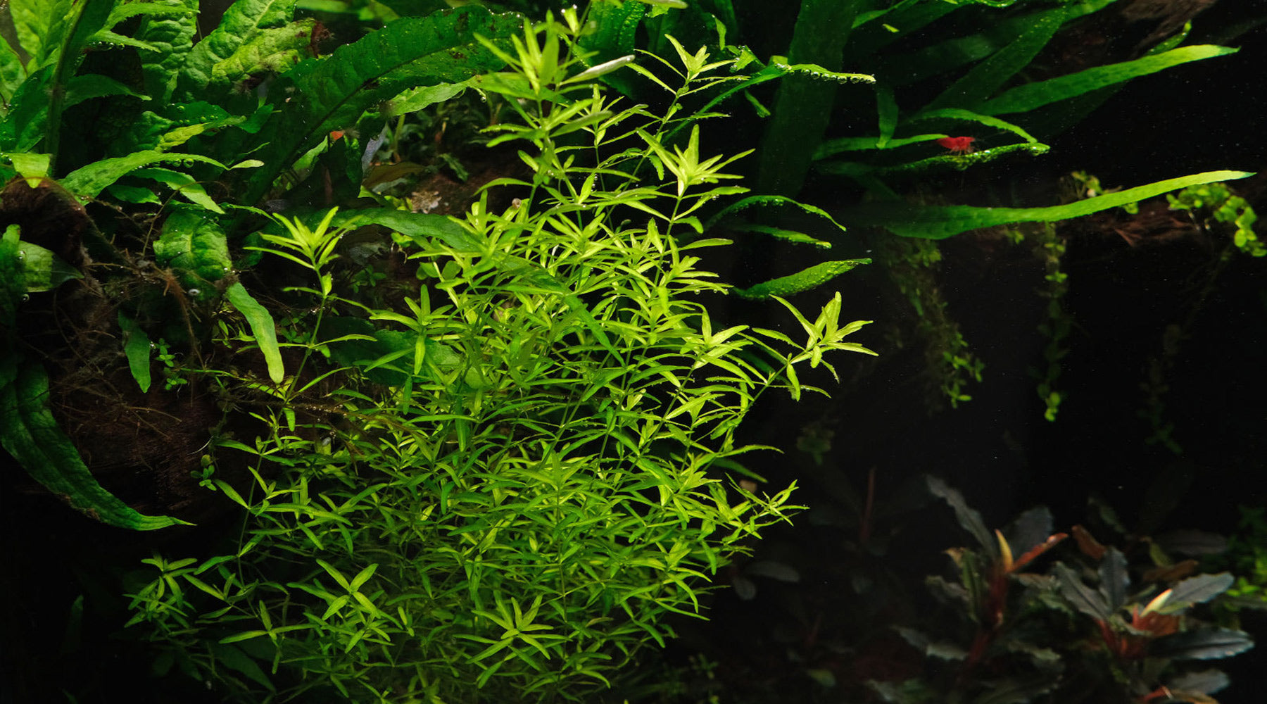 How to grow Hemianthus glomeratus ; Pearlweed/Baby tears/Hemianthus micranthemoides