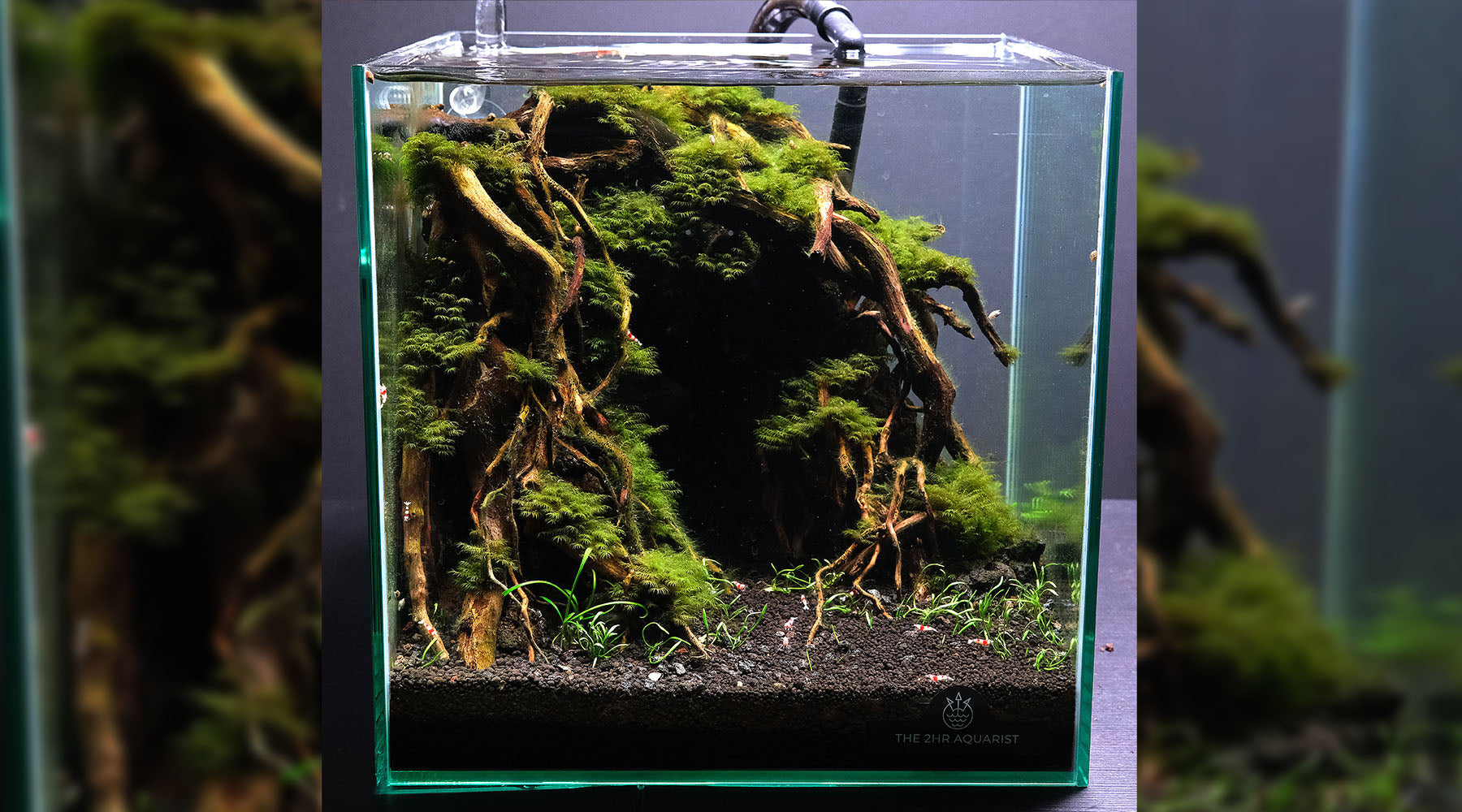 Setting up an easy mini low tech planted tank
