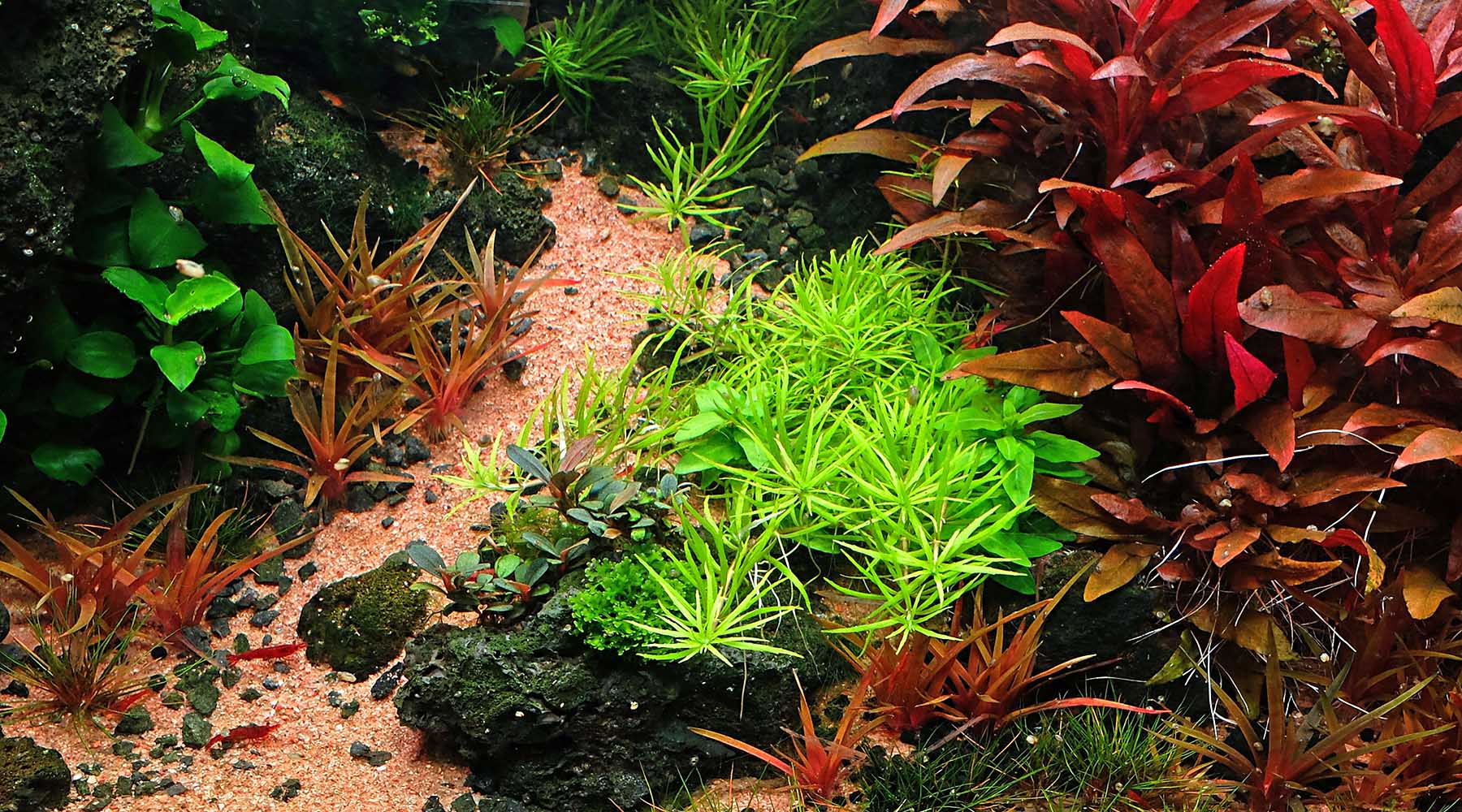 Complete planted aquarium substrate guide
