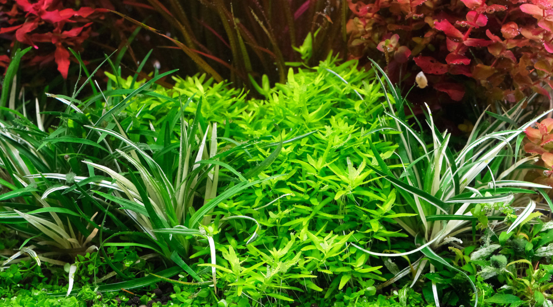 How to grow Eriocaulon vietnam