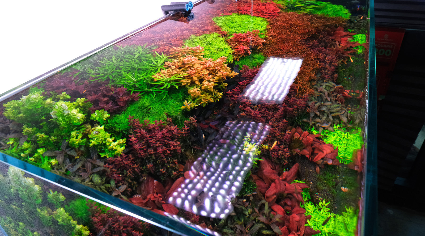 Top view of a rimless planted aquarium with colorful aquatic plants